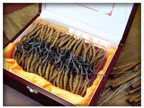 彭山冬虫夏草回收